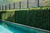 Boxwood
