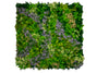 Moss Garden - Hojas grandes - Instagreen