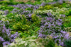 Moss Garden - Hojas grandes - Instagreen