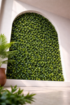Ficus