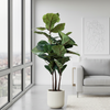 Ficus Lyrata