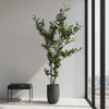 Planta Ficus 1.80 Mts (788 Hojas)
