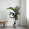 Palm Tree