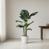 Monstera 90 Cm