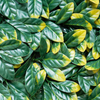 Gardenia