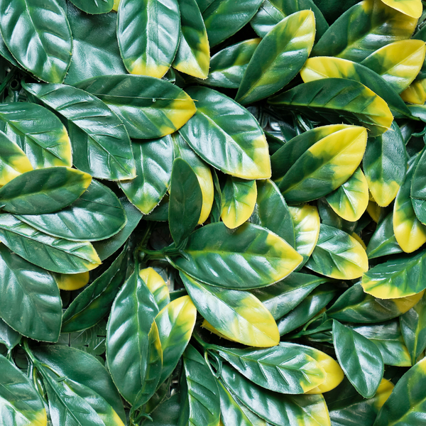 Gardenia