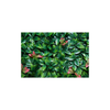 Laurel