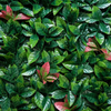Laurel
