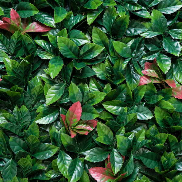 Laurel