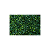 Ficus