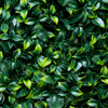 Ficus