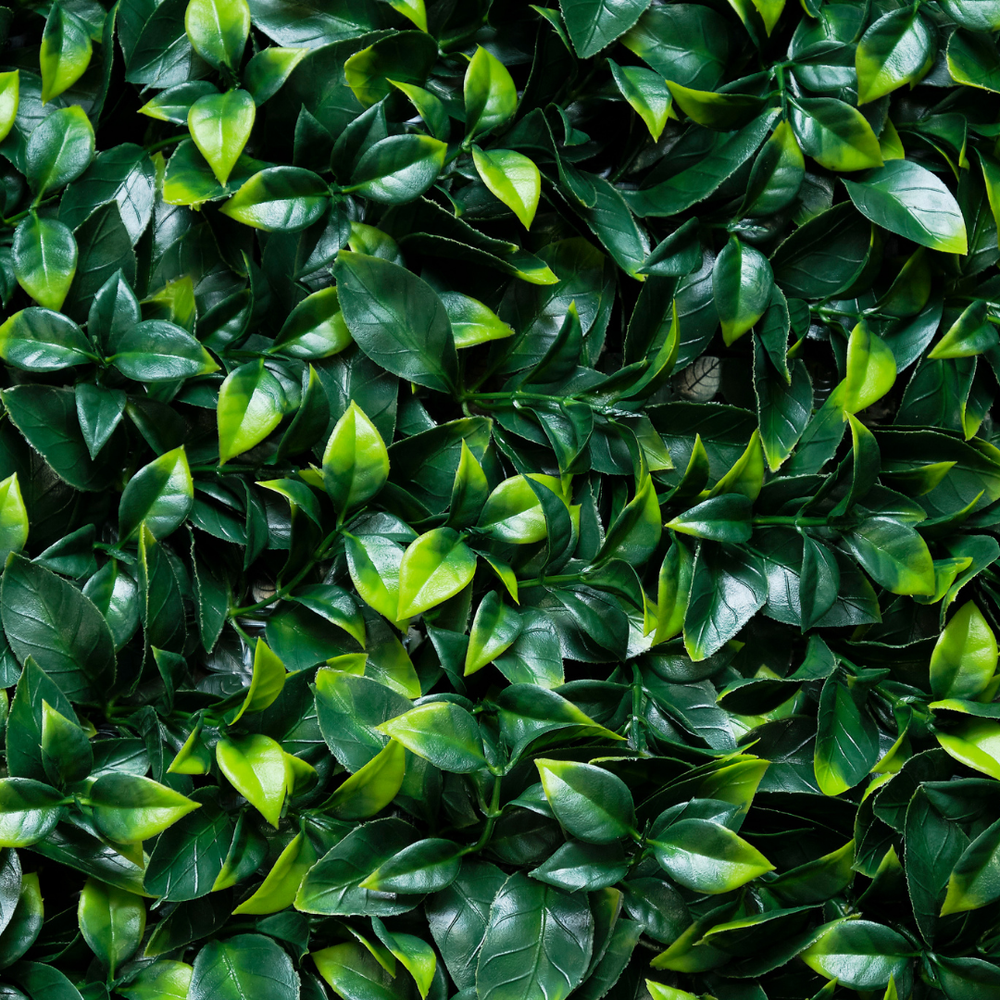 Ficus