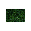 Boxwood