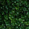 Boxwood
