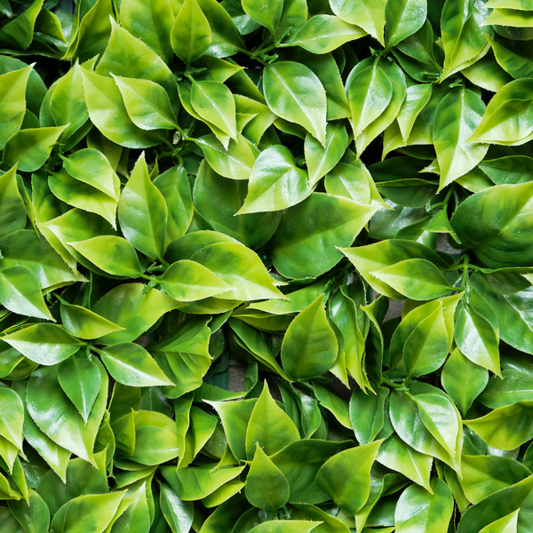 Hoja De Lima