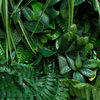 Tropical Sin Flor