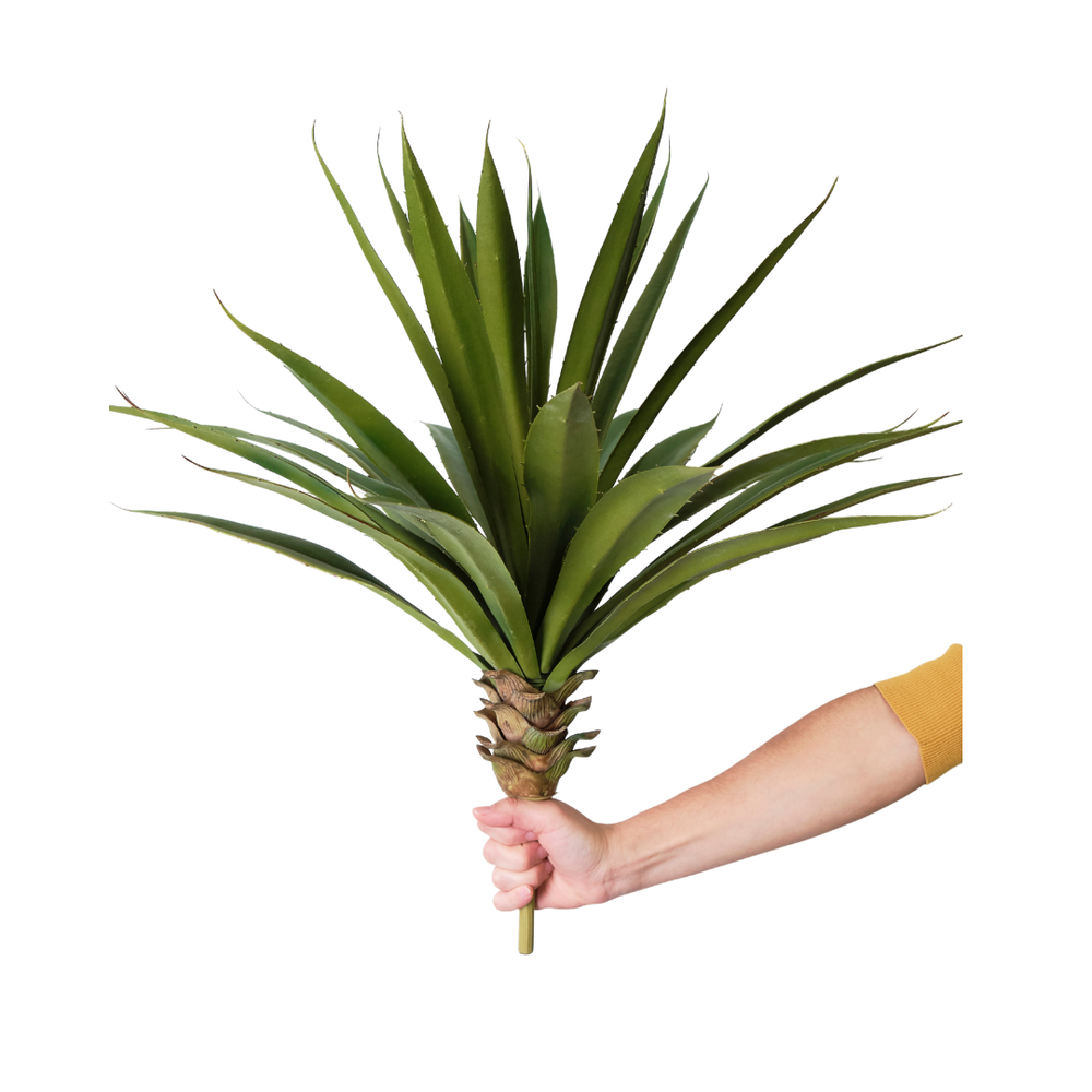 Yuca