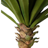 Yuca