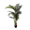 Palm Tree