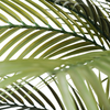 Palm Tree