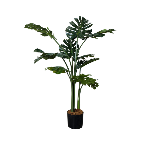 Monstera 120 Cm