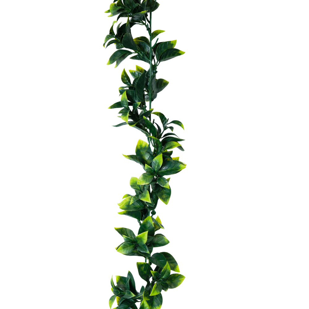 Colgante Ficus