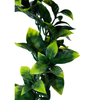 Colgante Ficus