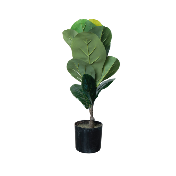 Baby Ficus Lyrata