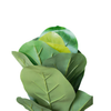 Baby Ficus Lyrata