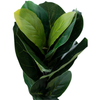 Baby Ficus Lyrata