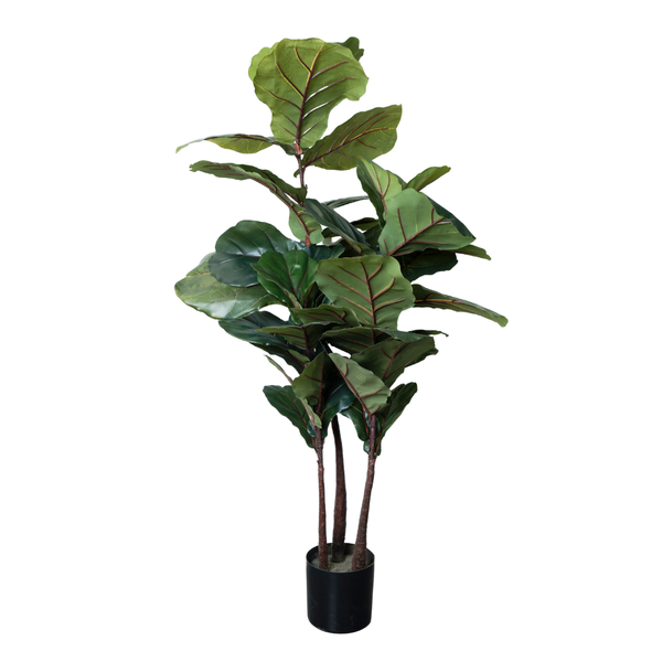 Ficus Lyrata