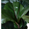 Ficus Lyrata