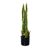 Baby Sansiveira Green Gold