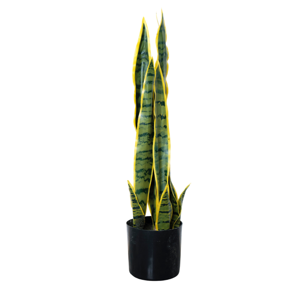 Baby Sansiveira Green Gold