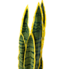 Baby Sansiveira Green Gold