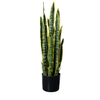 Sansiveira Green Gold