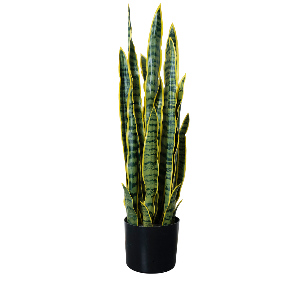 Sansiveira Green Gold