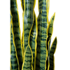 Sansiveira Green Gold