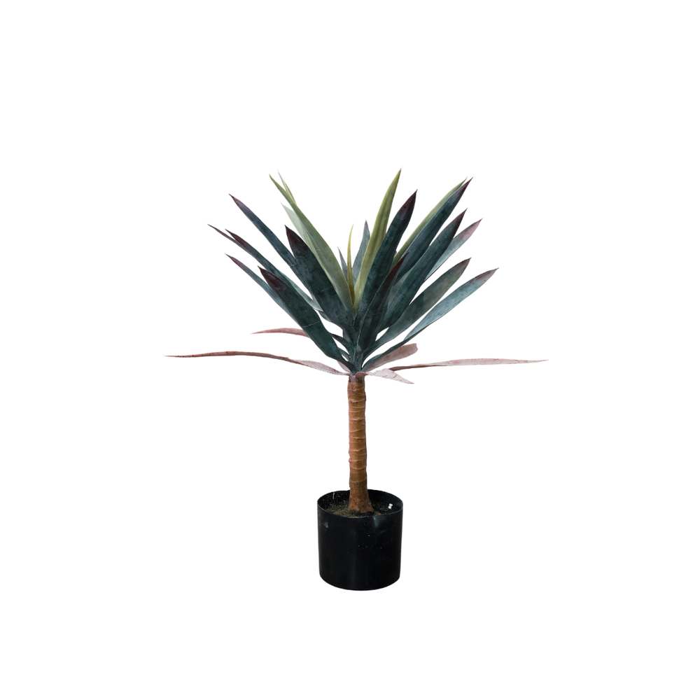Agave