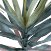 Agave