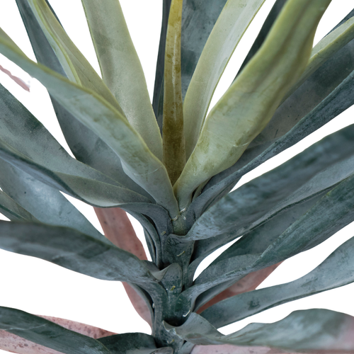 Agave