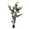 Planta Ficus 1.80 Mts (788 Hojas)