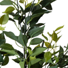Planta Ficus 1.80 Mts (788 Hojas)