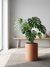 Monstera 120 Cm