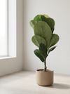 Baby Ficus Lyrata