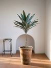 Agave